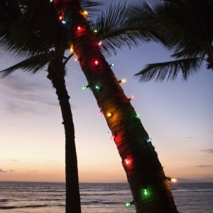 Christmas palm tree