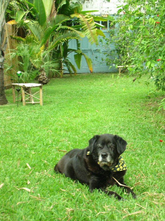 My "son" - 12 year old Bacchus, relaxing on the grass (Photo Credit: Heather Joan Marinos © 2013 – All Rights Reserved)
