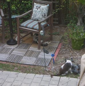 Stray cat Foo (center) and kittens Fric (left) and Frac (right) (Photo Credit: Heather Joan Marinos © 2013 – All Rights Reserved)