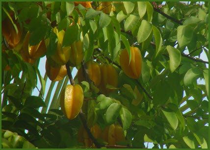 Starfruit