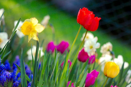 1024px-Colorful_spring_garden